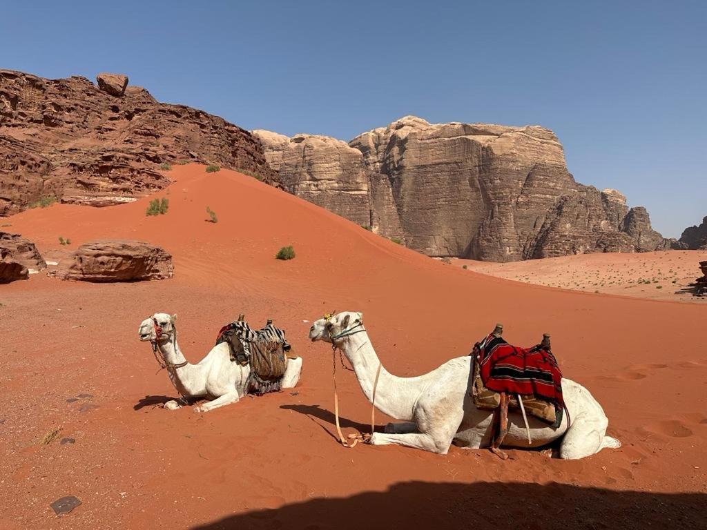 Готель Bedouin Holidays Camp And Jeep Tours Ваді-Рам Екстер'єр фото